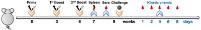 Cross-Protection Against Four Serotypes of Dengue Virus in Mice Conferred by a Zika DNA Vaccine